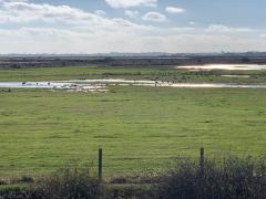 More marshes